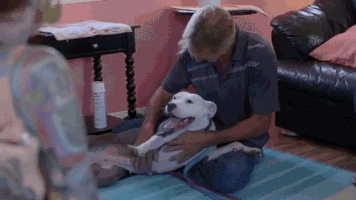 Pit Bull GIF by Animal Planet