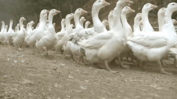 giggle geese GIF