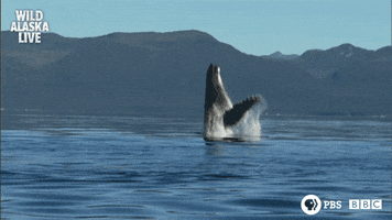 humpback whale splash GIF by PBS