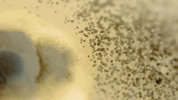 estebangonzalezdeleon  GIF