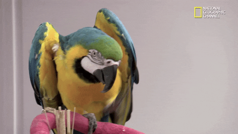 High Five Nat Geo Wild GIF by Dr. K's Exotic Animal ER - Find & Share on GIPHY