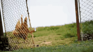 luckyhercul  GIF