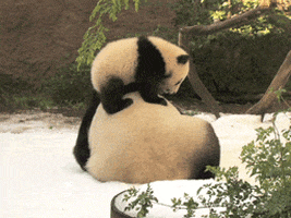 All Baby Pandas To My House Pls Gifs Get The Best Gif On Giphy
