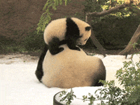 Baby Panda Gifs Get The Best Gif On Giphy Baby Panda Gifs Get The Best Gif On Giphy