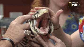 excited nat geo wild GIF by Dr. K's Exotic Animal ER