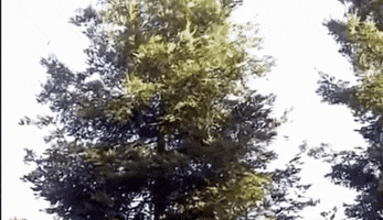sequoia sempervirens GIF by alixmcalpine