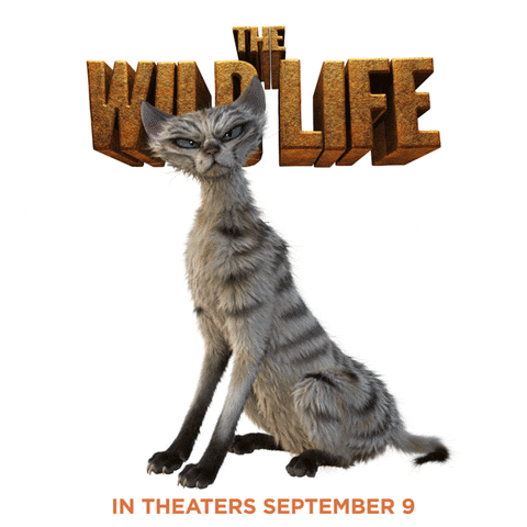 the wild life cat GIF by Lionsgate