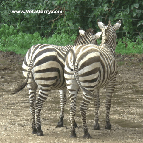 olekondra love zebra GIF