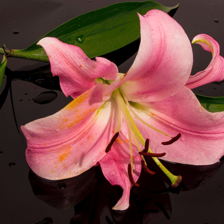 Video gif. Stop-motion footage of a pink lily, being rolled over and crushed repeatedly by a can of coconut milk.