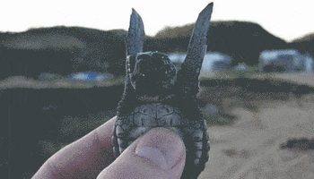 roar  GIF