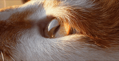 Cat Man GIF by Jean Scuderi
