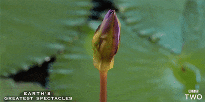 bbc nature flower flowers earth GIF
