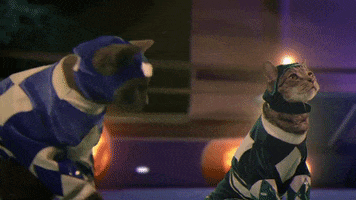 mad cat GIF by Power Rangers