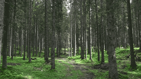 Earth Tree GIF by Earthjustice - Find & Share on GIPHY