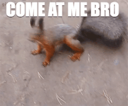 squirrelling meme gif