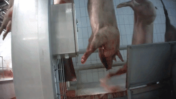 benoitvandenbroeck  GIF