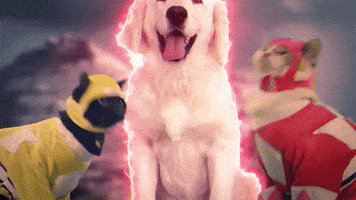 cat dog GIF by Power Rangers