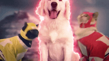 Cat Dog GIF by Power Rangers