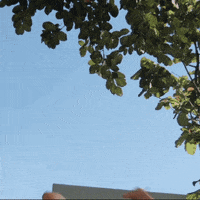 200.gif