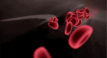 Red Blood Cells Sickle Cell GIF by Discovery