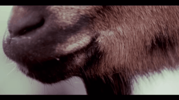 ferpath the black dahlia murder tbdm black dahlia murder GIF