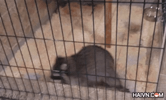 _junnguyen  GIF