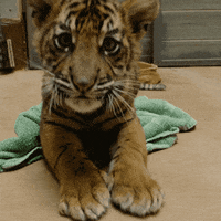 Daves-tiger GIFs - Get the best GIF on GIPHY