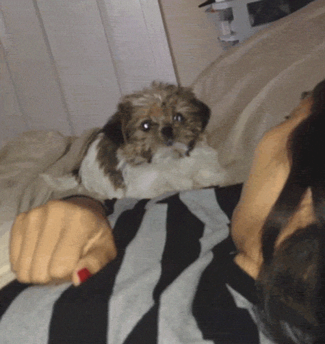 Dog Lol GIF by America's Funniest Home Videos - Find & Share on GIPHY