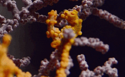 pygmy seahorse deep look GIF by KQEDScience