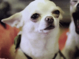 Bored Dog Show GIF by NOWNESS