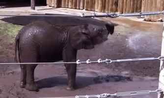 alexwatt  GIF