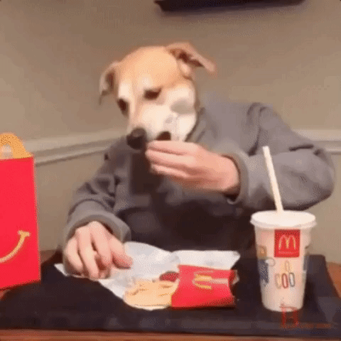 Animal Cachorro GIF