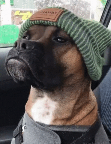 Video gif. A pitbull sits in the passenger’s seat of a car wearing a beanie, anxiety vest, and harness. He looks straight out the windshield, puffing out his chin with a tough expression. He then side eyes his owner as they video tape him.
