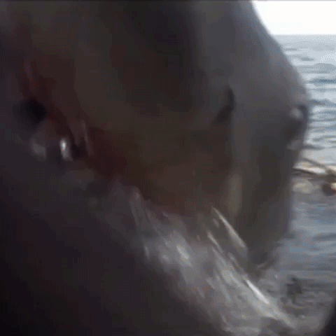 Shark Week GIF by Discovery