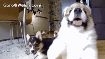 nowjersey  GIF