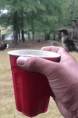junaid #birds #water GIF