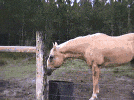 franfranfranfran  GIF