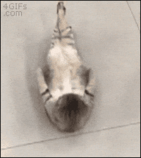 Funny-gym GIFs - Get the best GIF on GIPHY Funny-gym GIFs - Get the best GIF on GIPHY