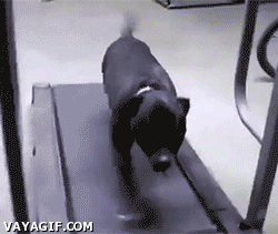 womens-health-uk dog running puppy treadmill GIF