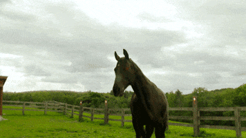 fire breathing horse GIF by SYFY