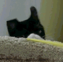 bossclaw cat gopro ear slowmo GIF