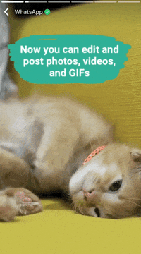 Whatsapp GIFs - Get the best GIF on GIPHY