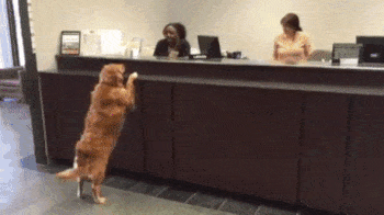 CpA  GIF