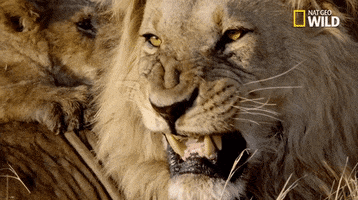 big cat week battle for the pride GIF by Nat Geo Wild 