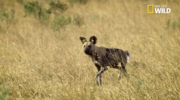 big cat week battle for the pride GIF by Nat Geo Wild 