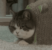 Video gif. Cat is peeking its head out of a basket and something catches its attention. It whips its head around and goes bug eyed.