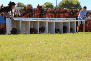 grantchuggybearshindo  GIF