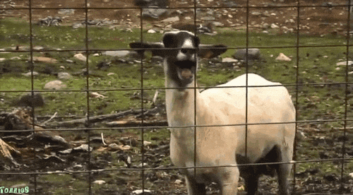 goat licking gif