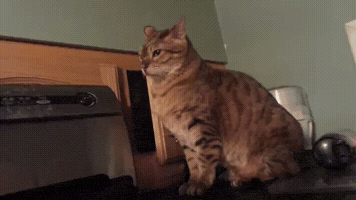 satoshi4eva #cat #ninja #boop GIF