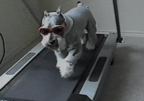 Dog Treadmill GIF by RETROFUNK
